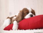 dog_480