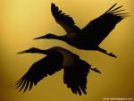 Birds_252