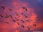 Birds_253