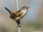 Birds_254