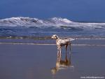dog_484
