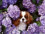 dog_486