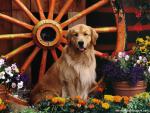 dog_487