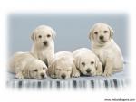 dog_488