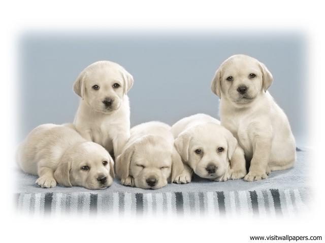 dog_488