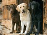 dog_489