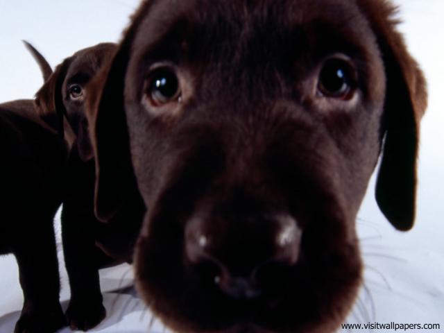 dog_490