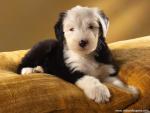 dog_491