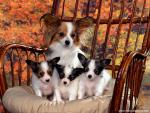 dog_492
