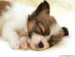 dog_493