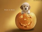 dog_494