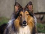 dog_496