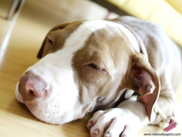 dog_498