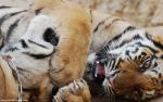Tiger_59