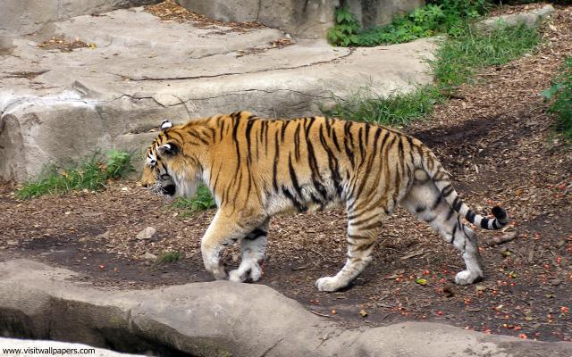 Tiger_61