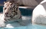 Tiger_63
