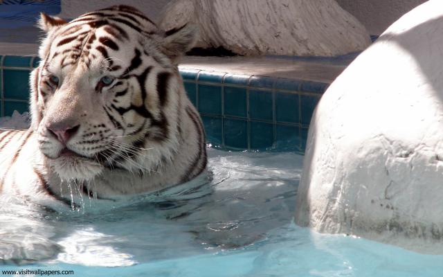 Tiger_63