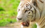 Tiger_66