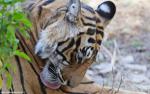 Tiger_72