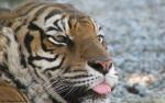 Tiger_80
