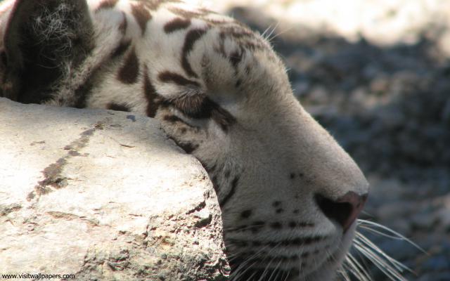 Tiger_82