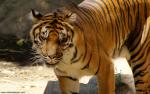 Tiger_86