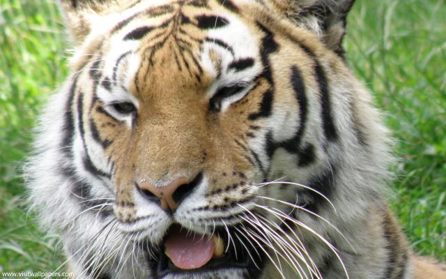 Tiger_88