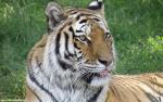Tiger_91