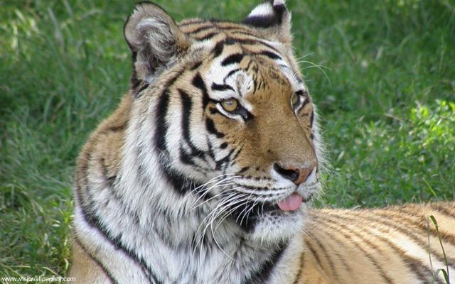 Tiger_91
