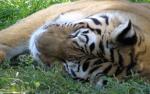 Tiger_93
