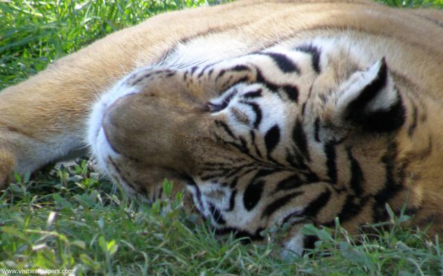 Tiger_93