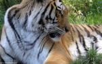 Tiger_94