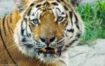 Tiger_104