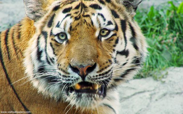 Tiger_104