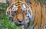 Tiger_105