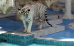 Tiger_106
