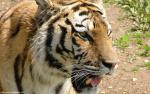 Tiger_107