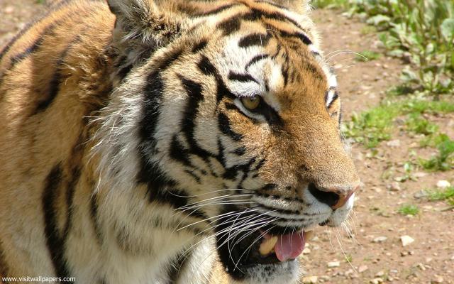 Tiger_107