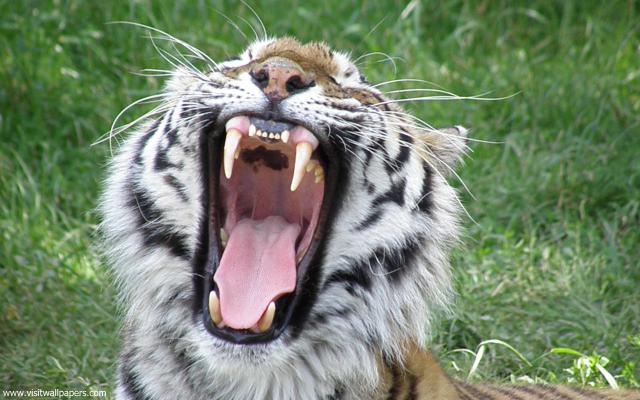 Tiger_108