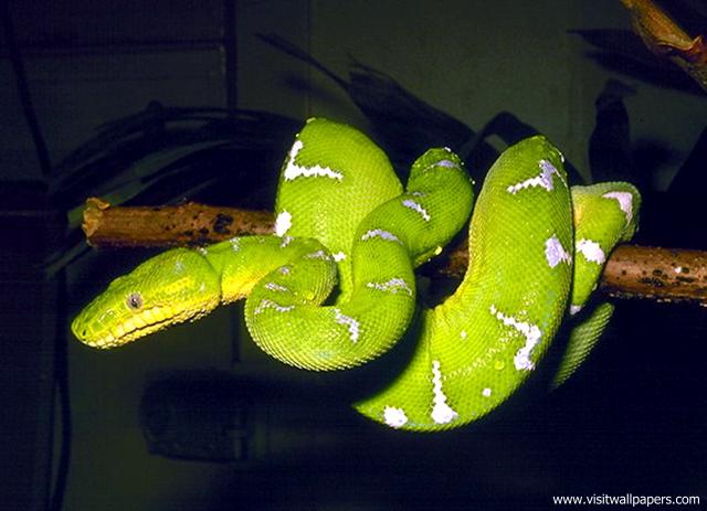 Animals_624