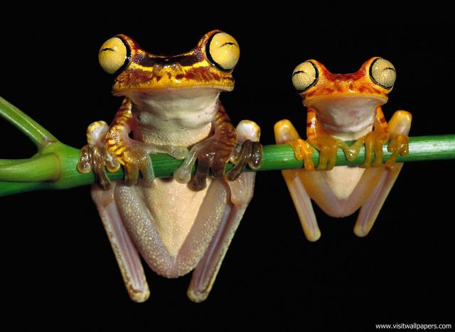 Animals_626