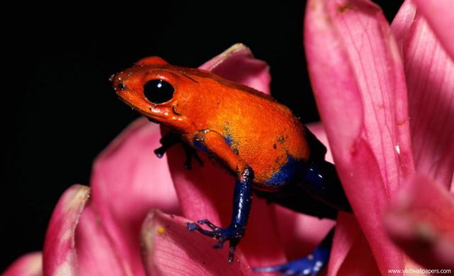 Animals_628