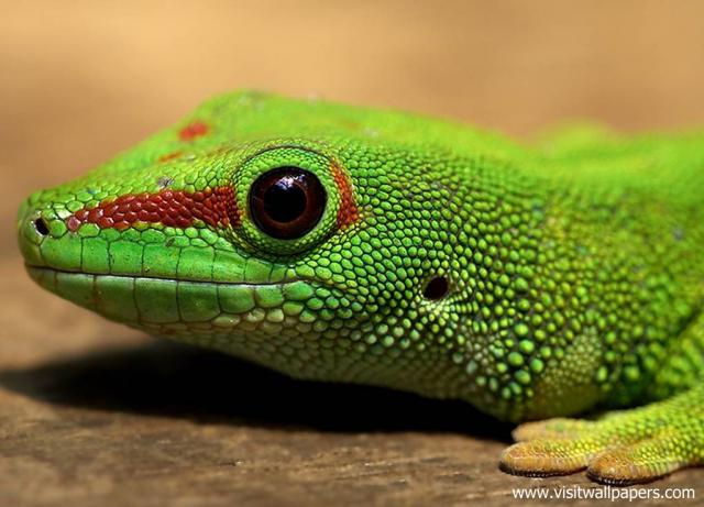 Animals_631