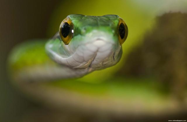 Animals_630
