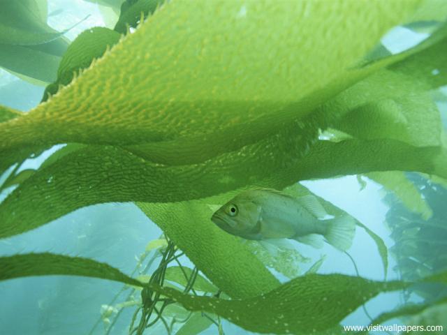 ocean-life-554