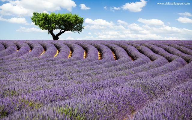 Nature_269