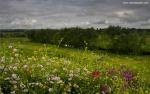Nature_276