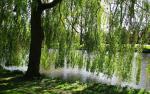 Nature_278
