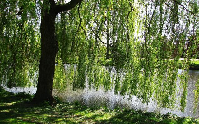 Nature_278
