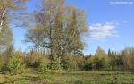 Nature_287